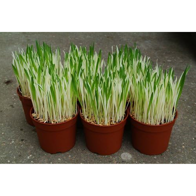 Cat Grass Foliage Plant Bonsai 2000 Pcs Seeds Slide 3