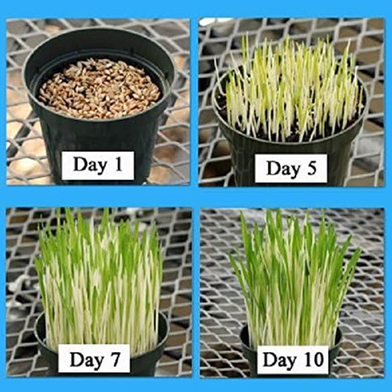 Cat Grass Foliage Plant Bonsai 2000 Pcs Seeds Slide 5
