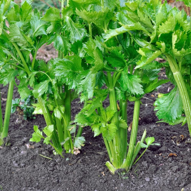 Celery Vegetable Seeds 200 Pcs image
