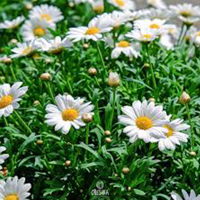 Chamomile Flower Seeds 50 Pcs image