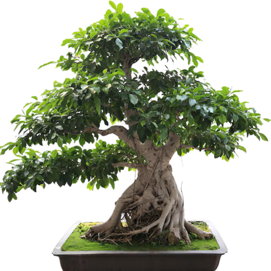 Chinese Bot Tree - 10 Pcs Seeds Global image