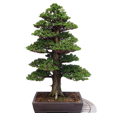 Chinese Juniper Tree Bonsai 50 Pcs Seeds image