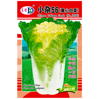 Chinese Napa Cabbage Seeds Imported Seeds Re-Pack - 10 pcs image
