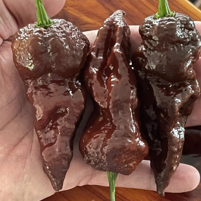 Chocolate Ghost Naga Chili 5Pcs Seeds Intact Pack 0.25gm image
