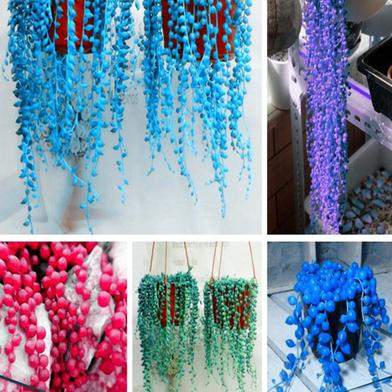 Cholorophytum Pearl Seed image