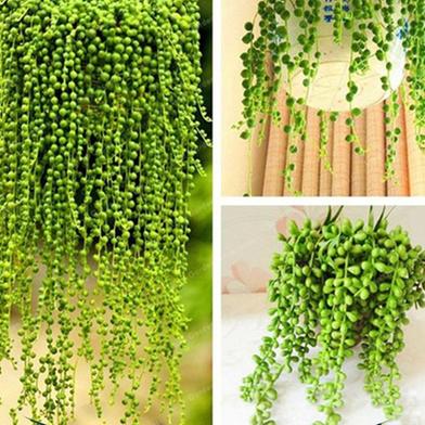 Cholorophytum Seed image