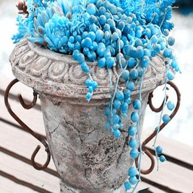 Cholorophytum Seed Blue image