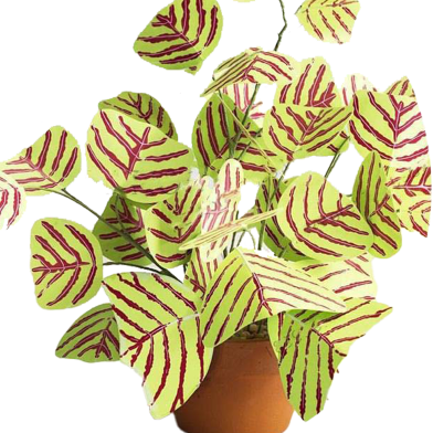 Christia Vespertilionis Mixed Bonsai Seeds - 50 Pcs image