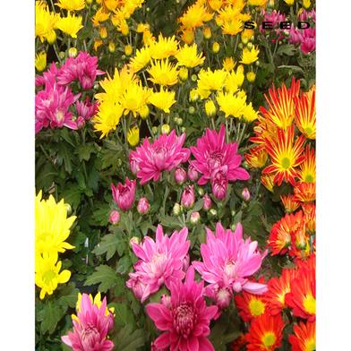 Chrysanthemum Seed image