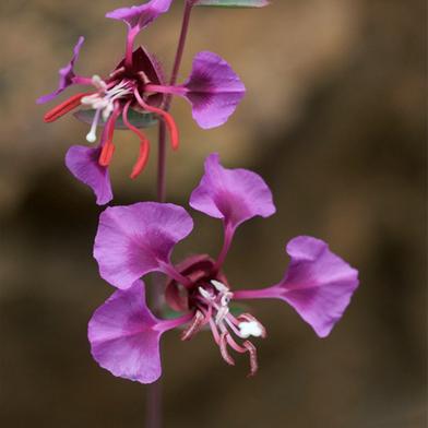 Clarkia Elegans Seed image