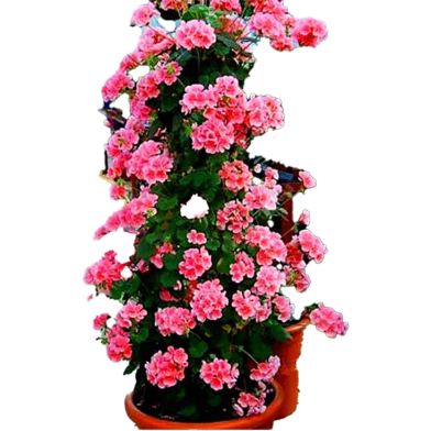 Climbing Geranium Peltatum Flower Seeds - Rare 30 Pcs image