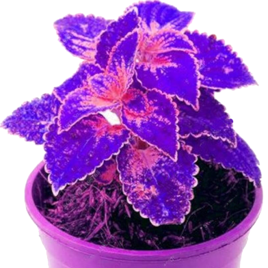 Coleus Bonsai Tree -15 Pcs Seeds image