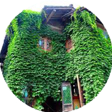 Creeper Flower Seeds 20 Pcs image