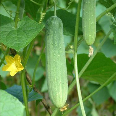 Cucumber Seed Hybrid - 30 Pcs Seeds image