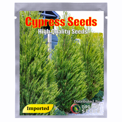 Cypress Tree Bonsai Seeds 10 Pcs image