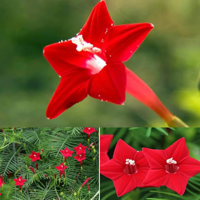 Cypress Vine Red White Seeds 10 Plus Pcs image
