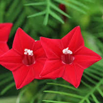 Cypress Vine Red White Seeds 20 Pcs image