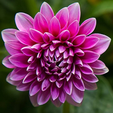 Dahlia Flower Bonsai Seeds - 20 Pcs image