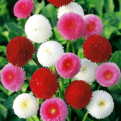 Daisy Flower Bellis Mixed 20 Seeds By E Garden image