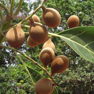 Deaf Tree -10 Pcs Seeds image