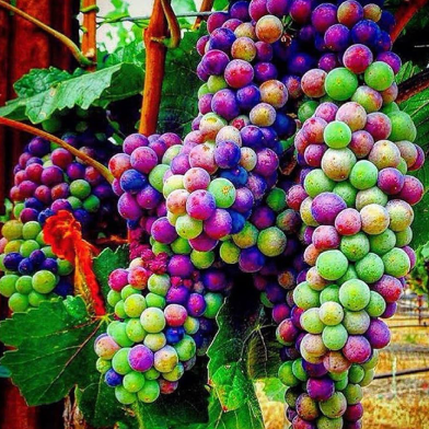 Delicious Multi Colour Grape - 20 Pcs Seeds image