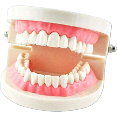 Dentist Flesh Pink Gums Standard Teeth Model Study image