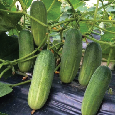 Deshi Cucumber Seeds 0.1gm image