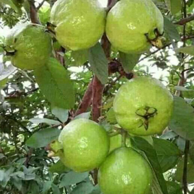Deshi Guava Seed- 20 Pcs Seeds image