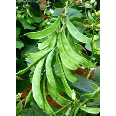 Dwarf Bean Seeds - 10Pcs image