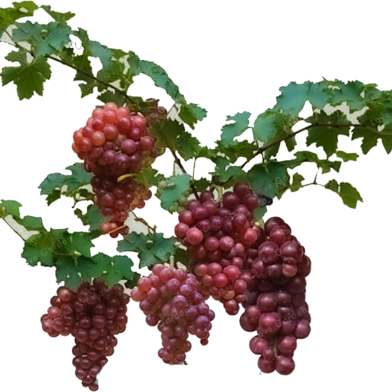 Dwarf Red Grape Seeds - 10 Pcs image