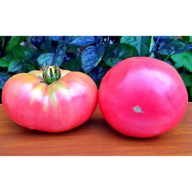 Earl Faux Seed image