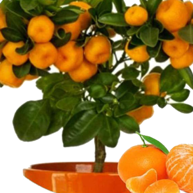 Edible Dwarf Orange Tree Garden -30 Pcs Seeds image