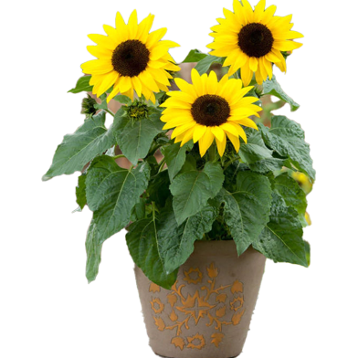 Egrow 20 Pcs Dwarf Sunflower- Seeds image