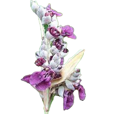 Egrow Grape Kyoho Seeds 10 Pcs image