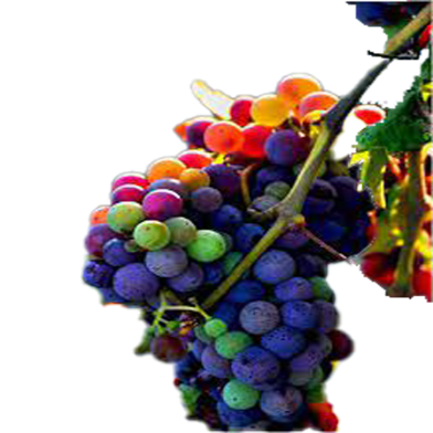 Egrow Mixed Finger Grape Seeds 10 Pcs image