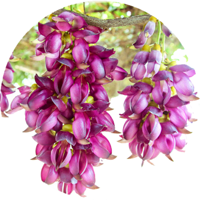 Egrow Mucuna Birdwoodiana Tree Seeds - 20 Pcs image