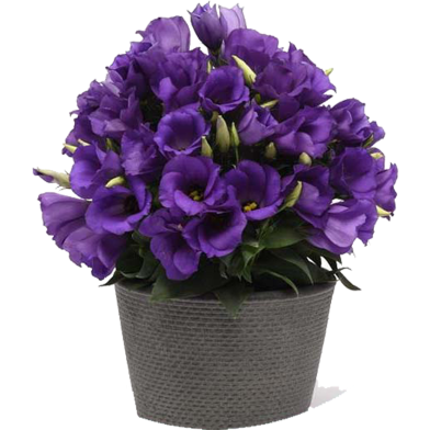 Eustoma Bonsai Seeds - 10 Pcs image