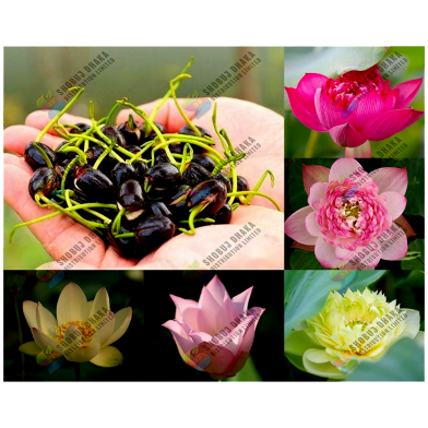Exclusive Color Lotus Flower Seed 3 Pcs image