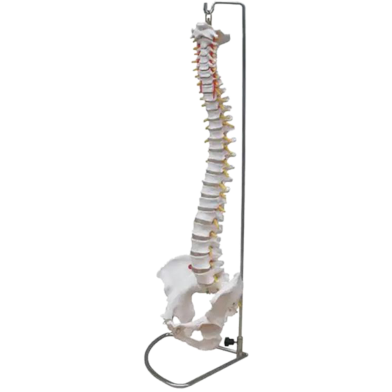 Flexible Human Spinal Column with Femur Vertebral Lumbar Curve Anatomical Model image