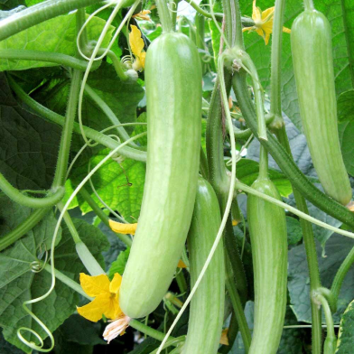 Fresh Organic Cucumber Seeds - 20 Pcs image