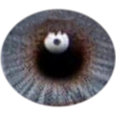 Freshlook Misty Gray Color Contact Lens image