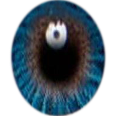 Freshlook True Sapphire Color Contact Lens image