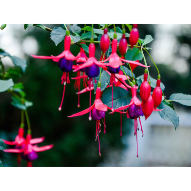 Fuchsia Flower Bonsai - Global 20 Pcs Seeds image