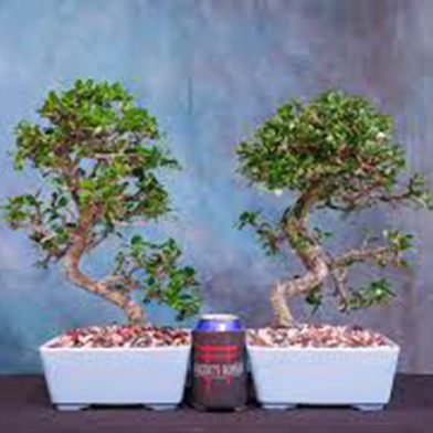 Fukien Tea Bonsai Tree -10 Pcs Seeds image