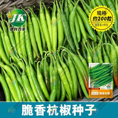 Giant Chili Seeds - 10 Seeds image