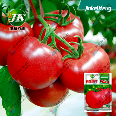 Giant Tomato seed - 10pcs image