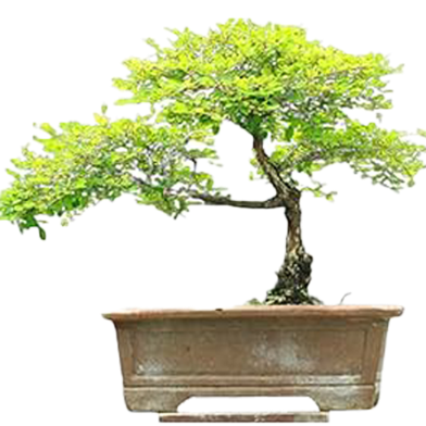 Global Adiantum Capillus Bonsai Seeds - 30 Pcs image