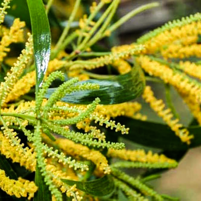 Global Akashmani Tree 50 Pcs Seeds image