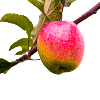 Global Apple Bonsai Seeds -15 Pcs image