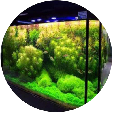 Global Aquarium Green Grass Plants Seeds - 20 Pcs image